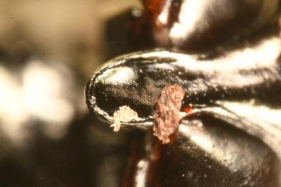 <i>Amara ovata</i>