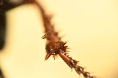 <i>Amara ovata</i>