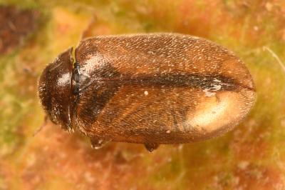 <i>Contacyphon laevipennis</i>