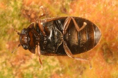 <i>Contacyphon laevipennis</i>
