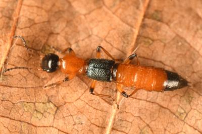 <i>Paederus</i>