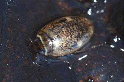 <i>Agabus nebulosus</i>