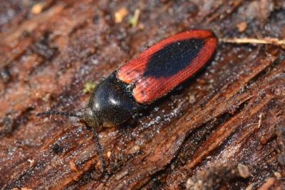<i>Ampedus sanguinolentus</i>
