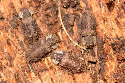 <i>Endophloeus markovichianus</i>