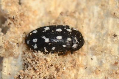 <i>Attagenus punctatus</i>