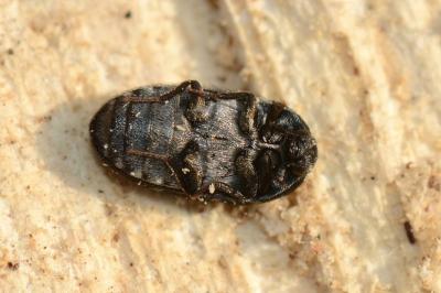 <i>Attagenus punctatus</i>