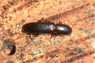 <i>Teredus cylindricus</i>