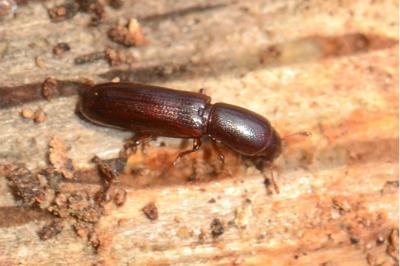 <i>Teredus cylindricus</i>