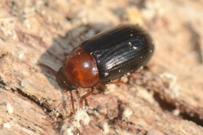 <i>Neomida haemorrhoidalis</i>