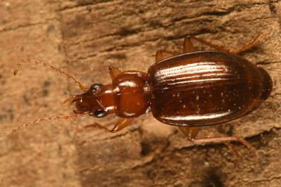 <i>Ocys harpaloides</i>