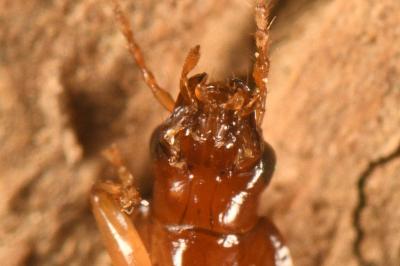 <i>Ocys harpaloides</i>