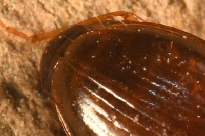 <i>Ocys harpaloides</i>