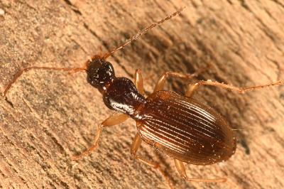 <i>Oxypselaphus obscurus</i>