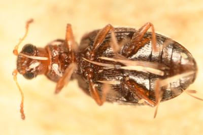 <i>Cortinicara gibbosa</i>