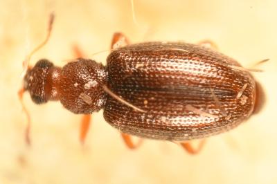 <i>Cortinicara gibbosa</i>