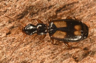 <i>Calodromius spilotus</i>