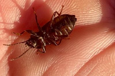 <i>Stenomax aeneus</i>