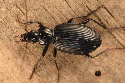 <i>Platynus assimilis</i>
