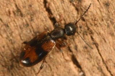 Anthicus antherinus