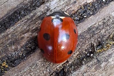 <i>Coccinella septempunctata</i>