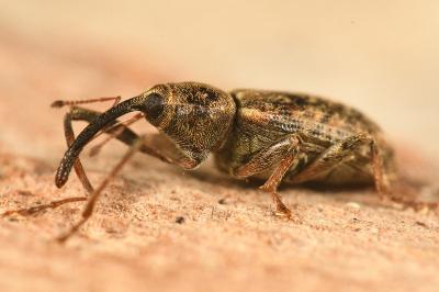 <i>Dorytomus longimanus</i>