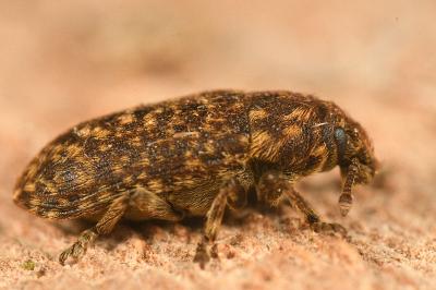 <i>Rhinocyllus conicus</i>
