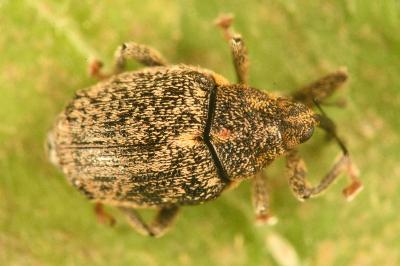 <i>Ceutorhynchus pallidactylus</i>