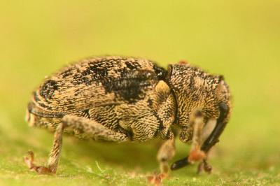 <i>Ceutorhynchus pallidactylus</i>