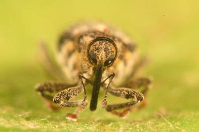 <i>Ceutorhynchus pallidactylus</i>