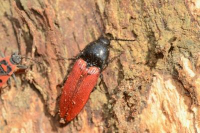 <i>Ampedus rufipennis</i>