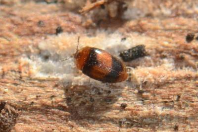 <i>Arthrolips fasciata</i>