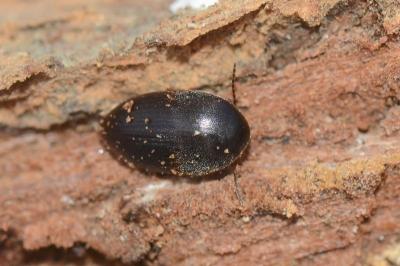 <i>Nycteus meridionalis</i>