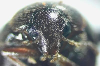 <i>Nycteus meridionalis</i>