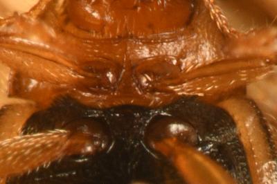 <i>Rhyzobius litura</i>