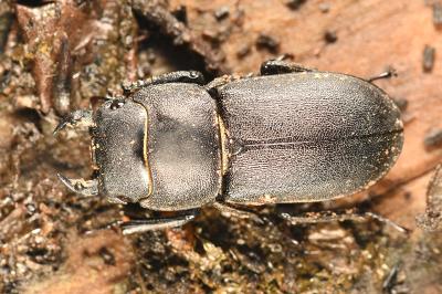 <i>Dorcus parallelipipedus</i>