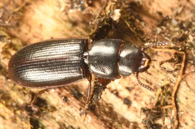 <i>Tenebroides fuscus</i>
