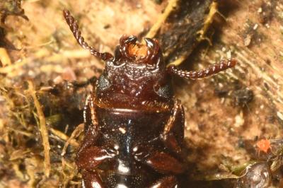 <i>Tenebroides fuscus</i>