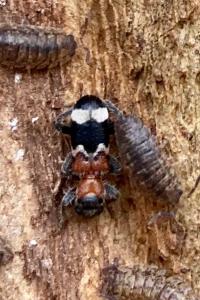 <i>Thanasimus formicarius</i>