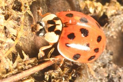 <i>Harmonia axyridis</i>