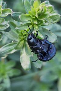<i>Timarcha goettingensis</i>