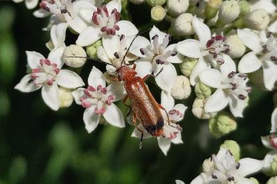 <i>Rhagonycha fulva</i>