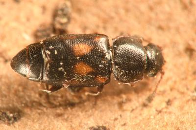 <i>Carpophilus sexpustulatus</i>