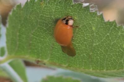 <i>Harmonia axyridis</i>