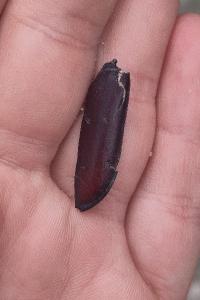 <i>Lucanus cervus</i>