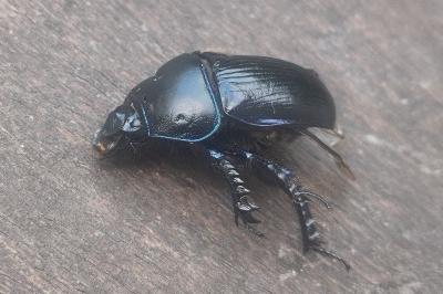 <i>Anoplotrupes stercorosus</i>