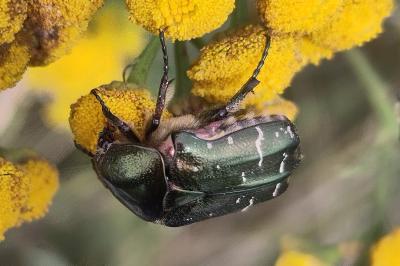 <i>Cetonia aurata</i>