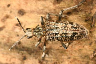 <i>Rhagium inquisitor</i>