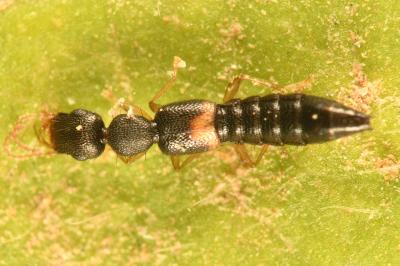 <i>Astenus lyonessius</i>