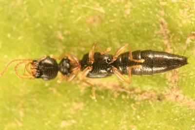 <i>Astenus lyonessius</i>