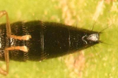 <i>Astenus lyonessius</i>